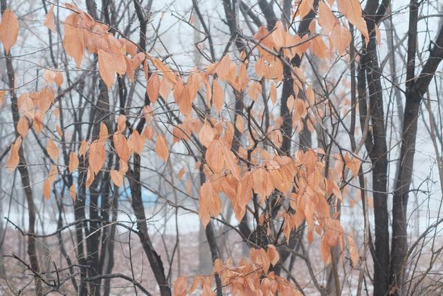 Light Leaves